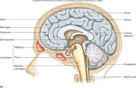 The central nervous system is made up of the brain and spinal cord. Central Nervous System System Diagram Labeled Central Nervous System Diagram Brain Nervous Nervous System Diagram Brain Nervous System Nervous System Structure