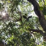 Integral Qigong and Tai Chi: Wednesdays 'Under the Oaks'