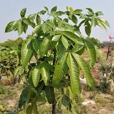 Image result for Pachira glabra