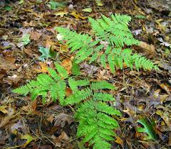 Image result for Pteridium aquilinum
