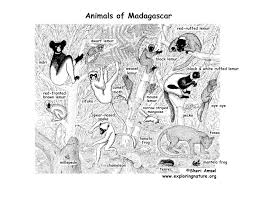 We did not find results for: Madagascar Rainforest Animals And Plants