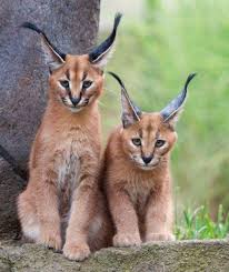 Caracal cats are wild and exotic. Pin On For Bubba