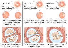 Le pourcentage d'une partie d'un ensemble, ou d'un système physique, est le rapport d'une mesure (effectif ou grandeur extensive) de cette partie à la mesure correspondante de l'ensemble total (ou du système physique), exprimé sous la forme d'une fraction de cent. Jumeaux Et Bebes Multiples