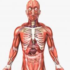 Male human torso anatomical model with internal organs. Human Male Anatomy Diagram 3d Models Stlfinder