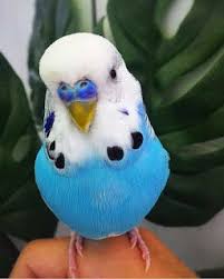Budgies My Love Things To Know Before Starting Budgie Breeding Bus In 2020 Budgies Bird Pet Birds Budgies