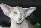 Oriental Shorthair price range. Oriental Shorthair kittens ...