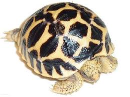What is a star tortoise? Baby Indian Star Tortoise For Sale Premium Arowana