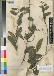 Image result for Dichapetalum madagascariense