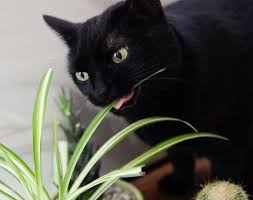 Maybe you would like to learn more about one of these? Plant Portrait Spider Plants Leaf And Paw