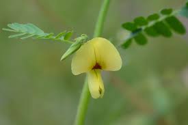 Image result for Aeschynomene cristata