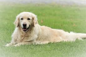 We did not find results for: Akc English Cream Golden Retriever Puppies V1 Lenze Com Tr