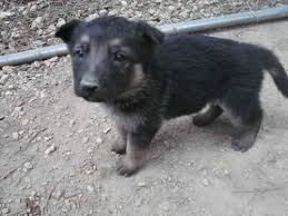 Our litters are carefully planned and bred with purpose. Akc Reg German Shepherd Puppies For Sale In Festus Missouri Classified Americanlisted Com