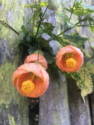 Image result for Abutilon austro-africanum