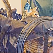 Next week i have to bring one to the vet for an overnight occassionally there are stories of cats starting to fight after even short seperation due to their secent no longer being the same. Choose A Third Cat To Help Two Cats Get Along The Way Of Cats