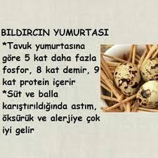 Bildircin Yumurtasinin Faydalari Saglik Bildircin Saglik Ipuclari
