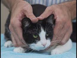 bir kedi yerden nasil alinir