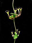 Image result for Ceropegia paricyma