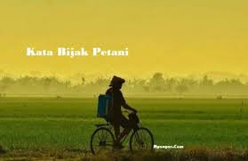 Perasaan cinta biasanya dapat dirasakan oleh semua orang. Kata Kata Bijak Petani Dalam Mengais Rejeki Nyonyor Com 2021