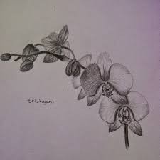 Check spelling or type a new query. Sketsa Gambar Bunga Anggrek Bulan Gambar Bunga