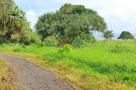 Image result for Kuloa