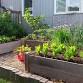 Gardening in Comfort — Grayslake Greenery Garden Club event image