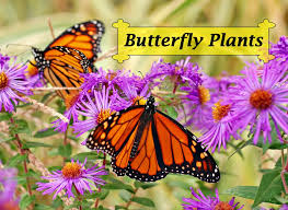 Butterfly Plants List Butterfly Flowers And Host Plant Ideas Monarch Butterfly Garden Butterfly Plants Butterfly Garden Plants