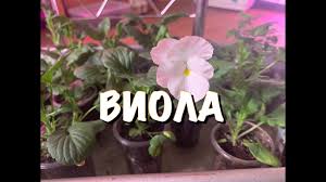 Recent phylogenetic studies have shown that chamaesyce is deeply nested within the broader euphorbia. Lyubimyj Cvetok Viola Chto Vazhno Sdelat V Aprele Dlya Pyshnogo Cveteniya V Iyune Na Dache Youtube
