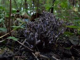 Image result for Clavulina cinerea