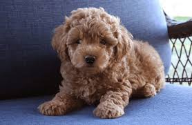 The first single from pinky doodle poodle's debut good charamel records release. 10 Facts About Goldendoodle Goldendoodle Dog Breed Information