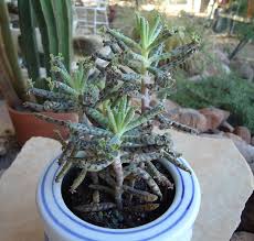 Pin On Succulents Cactus