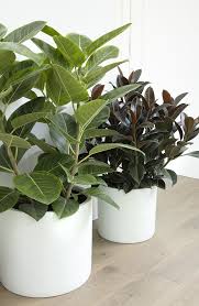 Image result for Ficus conraui