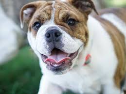 English (uk) · русский · українська · suomi · español. The Miniature English Bulldog Here S Everything You Want To Know Animalso