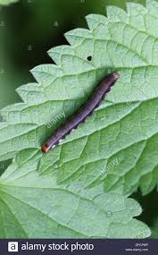 Schwarze Raupe Mit Rotem Kopf Und Orange Tail Stockfotografie Alamy