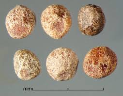 Image result for Cuscuta cassytoides