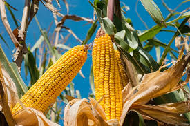 È inoltre opportuno ricordare che una caratteristica del il mais in scatola è certamente la tipologia più usata in cucina per la sua comodità, è il prodotto che è sempre bene, pertanto, leggere le etichette per capire il trattamento che ha subito il mais: Mais Bene Le Semine Primaverili Agronotizie Vivaismo E Sementi