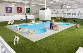 Paradise For Paws Midway In Chicago Illinois Doggie Daycare Pet Hotel Pet Resort Luxury Pet