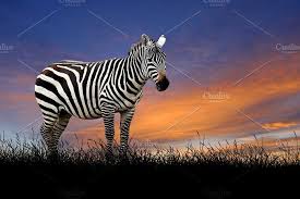 Animal On Sunset Background Sunset Background Animals Animal Photo