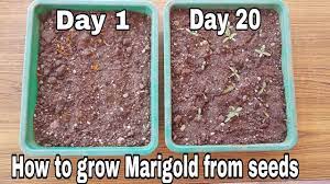How to grow marigolds in a pot. How To Grow Marigold From Seeds With Update Grow Marigold From Marigold Flowers Youtube