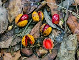 Image result for Staudtia