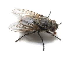 Using a professional fly control service is the most effective way to remediate flies from your property. Get Rid Of Cluster Flies Advice Ireland Owl Pest Control Dublin