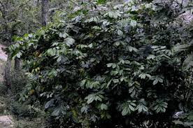 Image result for Lepidotrichilia volkensii