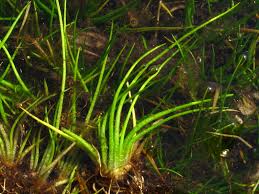 Image result for Isoetes schweinfurthii