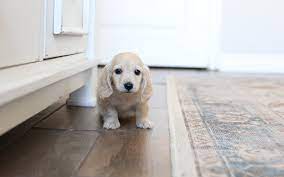 Dachshund breeders, oregon, washington dachshunds, seattle, spokane.california dachshund puppies, salem, stoneleigh, ralines, cream dachshunds, mini dachshund, dapple. Crown Dachshunds Beautiful English Cream Long Haired Miniature Dachshunds Of Southern California