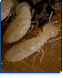 New smyrna beach hotel deals. Pest Control Learn More About Our Services Dave S Pest Control