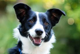 Buy and sell collie, smooth to buy on animals nice collie puppies. Border Collie Ears The Complete Guide 2021 Canine Hq