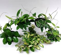 Check spelling or type a new query. Hoya Assorted Calloway S Nursery