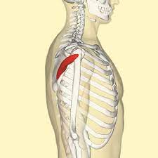 Teres Minor One Of Rotator Cuff Muscles Lower Border Of Scapula Origin Greater Tubercle Of Humerus Insertion A Muscle Body Major Muscles Shoulder Joint