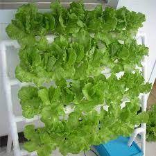 壁掛け水耕栽培36植物サイト栽培キット google 検索 planting vegetables hydroponic grow kits hydroponic vegetables