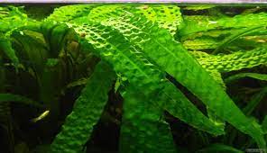 Zunächst setzt oliver knott cryptocorynen (wasserkelche) ein. Cryptocoryne Aponogetifolia Hammerschlag Wasserkelch Flowgrow Wasserpflanzen Datenbank