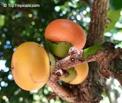 Image result for Diospyros sp. no. 1 sensu FZ